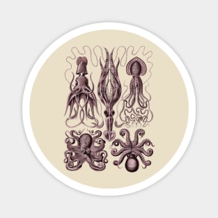 Ernst Haeckel Gamochonia Octopus Red Magnet